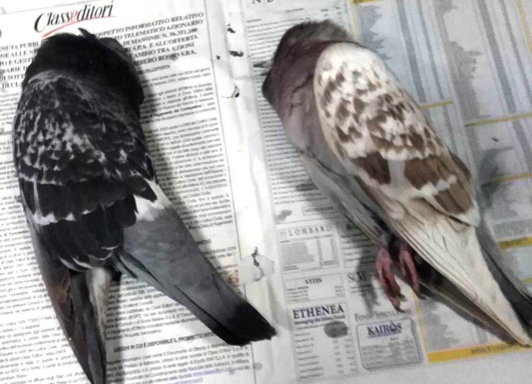 Avvelenamento di colombi a Savona 