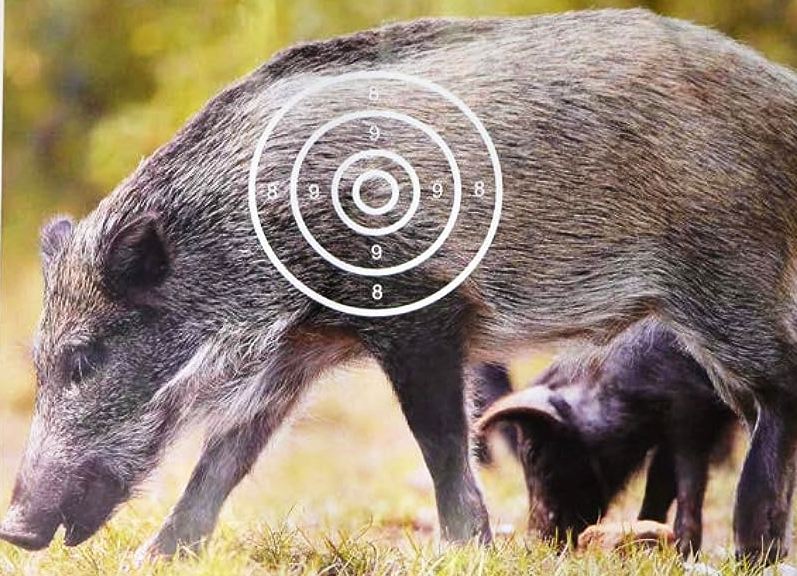 Cinghiale ferito con l'arco, l'on. Brambilla contro i Robin Hood al  pesto: La Regione torni sui suoi passi 