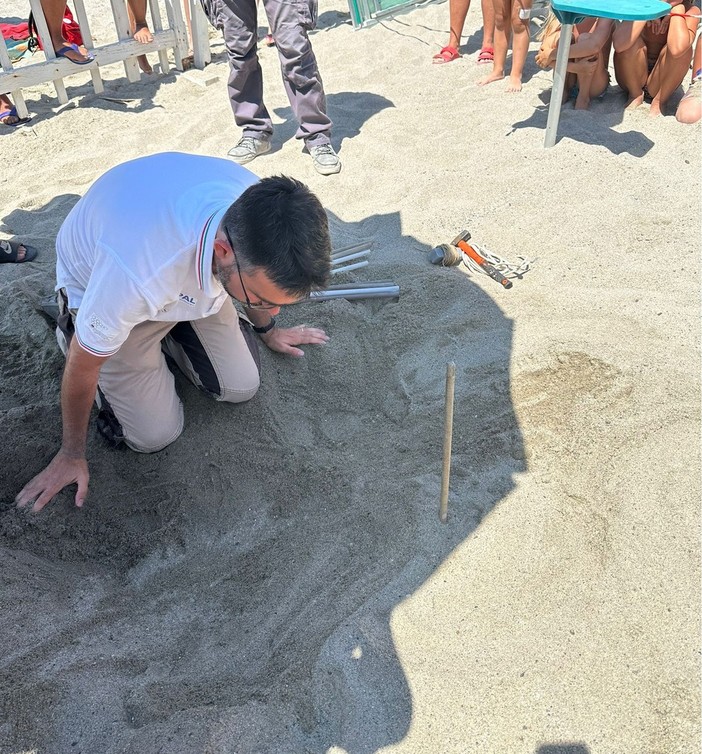 Nuovo nido di Caretta caretta a Finale Ligure (FOTO e VIDEO)