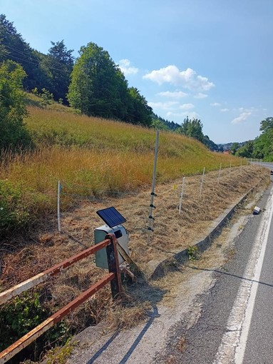 Peste suina, la regione Liguria da il via al piano di contenimento dei cinghiali