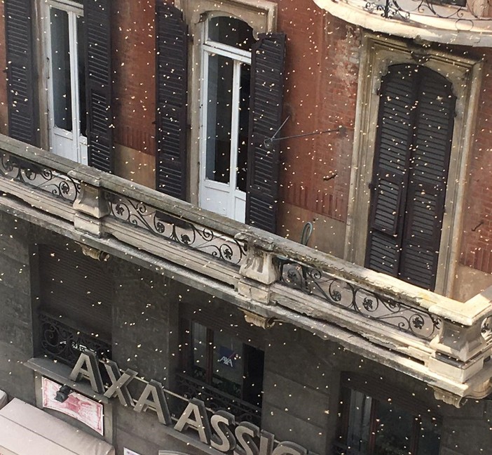 Sciame di api &quot;invade&quot; il centro di Savona (FOTO e VIDEO)