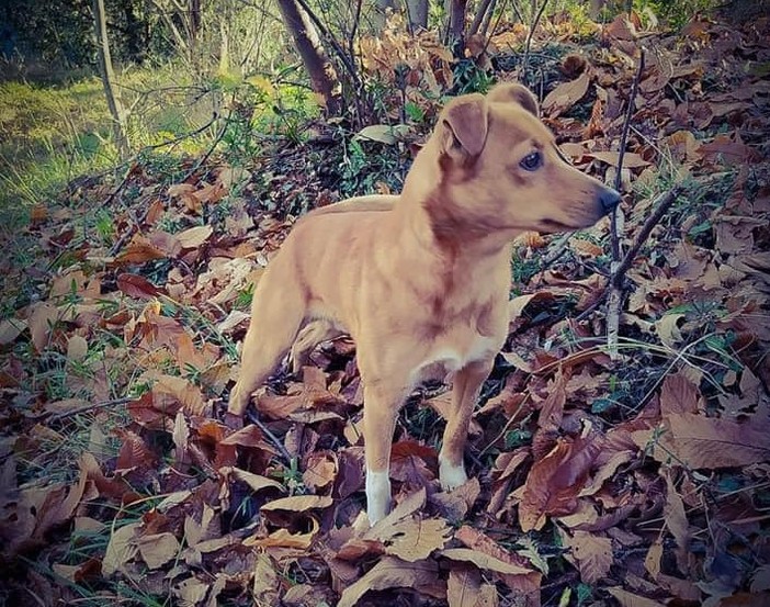 Cane smarrito sulle alture di Savona: la richiesta d'aiuto della dell'associazione Mondo Cane 360