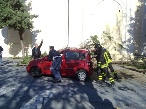 Tragedia sfiorata: cipresso del cimitero di Zinola si abbatte su tre auto