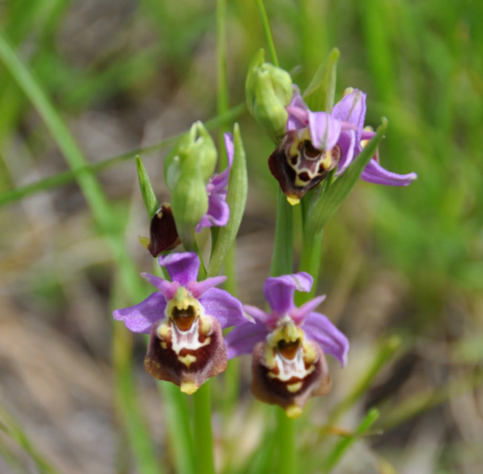 Saliceto: escursione “Alla ricerca delle orchidee spontenee”