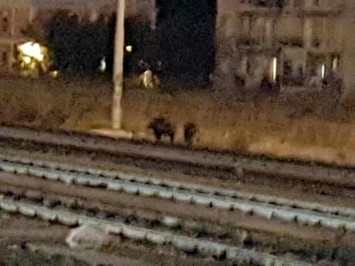 Cinghiali sui binari nella stazione di Albenga