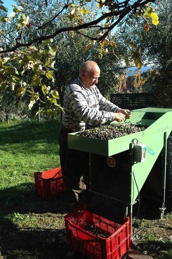 L'azienda agricola Canaiella di Legino