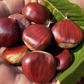 Ladri di castagne, 23 kg rubati a Murialdo