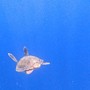 Varazze, la tartaruga recuperata a fine giugno è tornata in mare (FOTO)