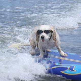 Laigueglia: &quot;Pets on the beach&quot;, c'è il Gf anche per cani