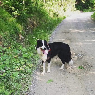 Cane smarrito a Dego: l'appello dei proprietari (FOTO)