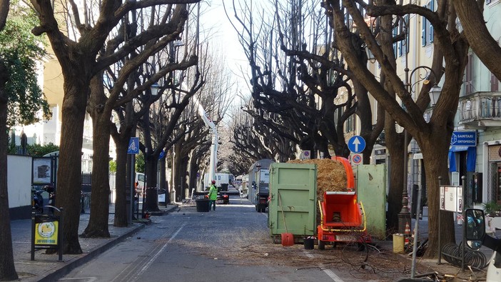 Potatura degli alberi sul Viale, ma quanto ci vuole?