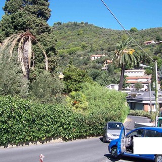 Servizio fitosanitario regionale: &quot;il punteruolo rosso è stato segnalato la prima volta nel 2008&quot;