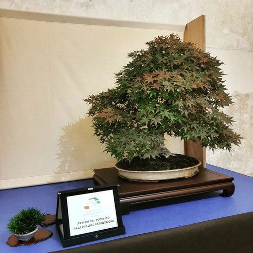 &quot;Bonsai in fortezza&quot;, i gioielli dell'antica arte giapponese in mostra al Priamar di Savona