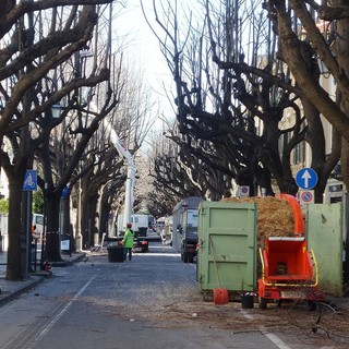 Potatura degli alberi sul Viale, ma quanto ci vuole?