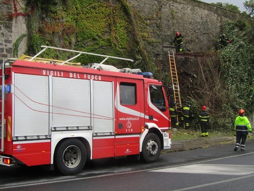 Il maltempo si abbatte sulla nostra provincia: a Savona un albero crolla nei pressi della via Aurelia (FOTO)