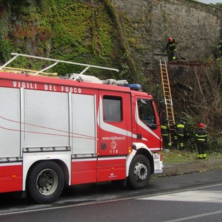 Il maltempo si abbatte sulla nostra provincia: a Savona un albero crolla nei pressi della via Aurelia (FOTO)