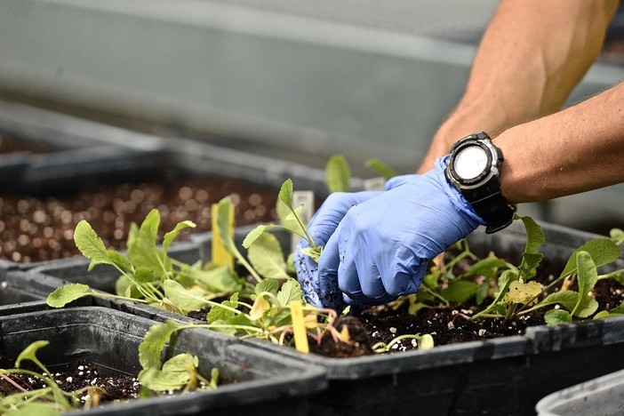 Tornano gli Incontri Fitoiatrici organizzati da Agroinnova: ad Albenga appuntamento il 17 ottobre