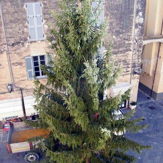 Albenga, ritorna l’albero di Natale in piazza San Michele