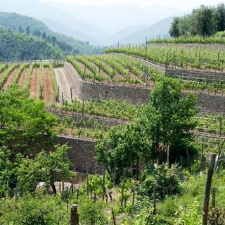 Agricoltura, Natale (PD): &quot;La Giunta incapace di investire le risorse dedicate all’agricoltura&quot;