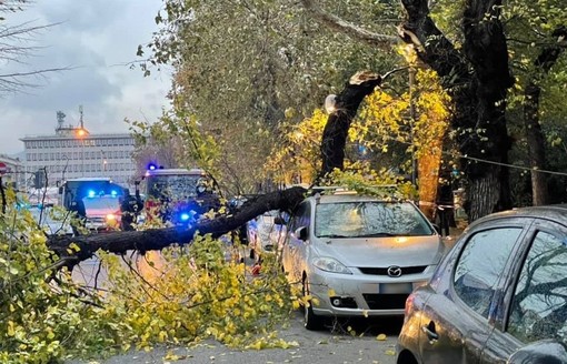 Savona, albero cade in via XX Settembre: problemi al traffico (FOTO)