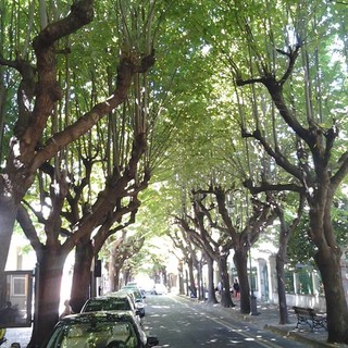 Albenga: un nuovo viale alberato in via Ugo la Malfa