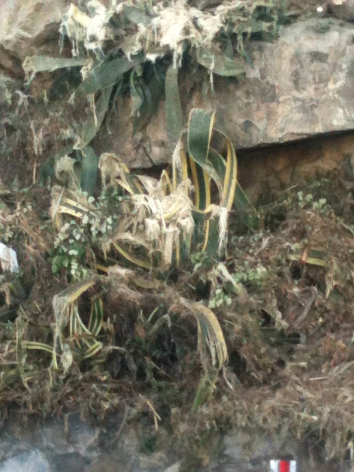 Andora, scempio di agavi e siepi della flora marittima sull'Aurelia