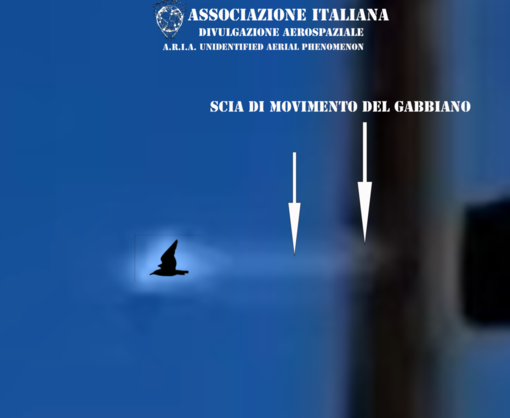 A.R.I.A. smentisce l'avvistamento UFO a Genova: &quot;Era un gabbiano&quot; (FOTO)