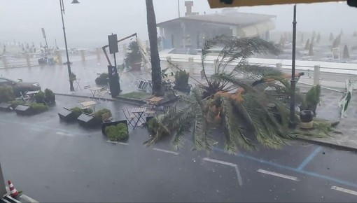 Temporale sulla costa savonese: ad Albenga abbattuta una palma, esondazioni sparse