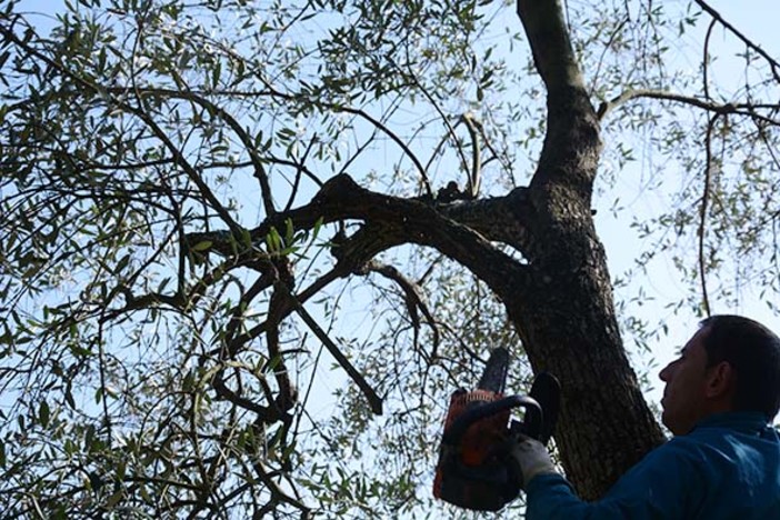 Testico: “Potare meglio per produrre di più”, due giornate per imparare a potare