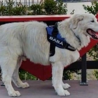 Cane scomparso ad Alassio: l'appello dei proprietari (FOTO)