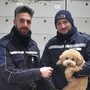 Savona, grazie alla Polizia Locale il barboncino Lillo può tornare a casa dal suo padrone