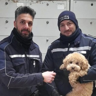 Savona, grazie alla Polizia Locale il barboncino Lillo può tornare a casa dal suo padrone