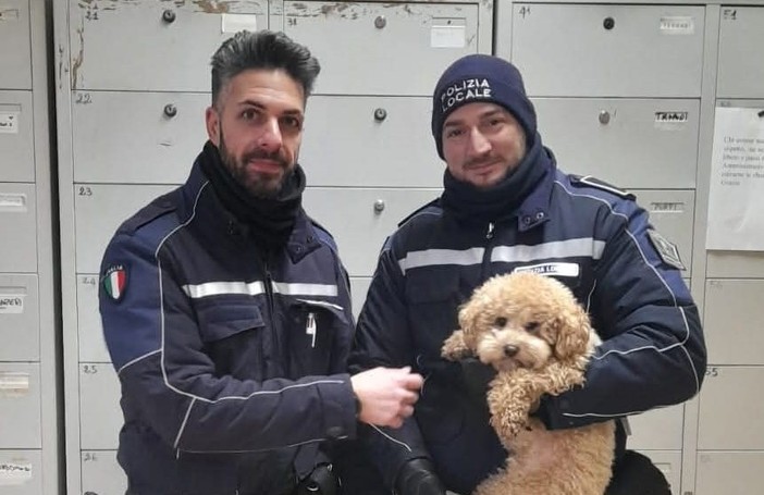 Savona, grazie alla Polizia Locale il barboncino Lillo può tornare a casa dal suo padrone