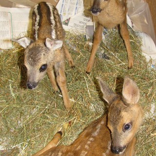 Enpa: &quot;Non soccorete i cuccioli di daino o capriolo&quot; (!)