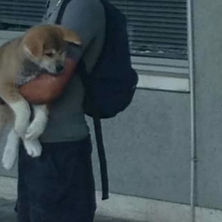 Savona, chi ha perso questo cane?