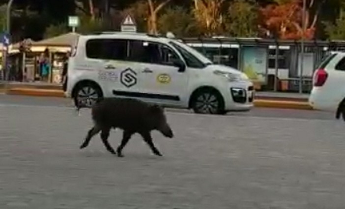 Il cinghiale che &quot;sfila&quot; a Brignole