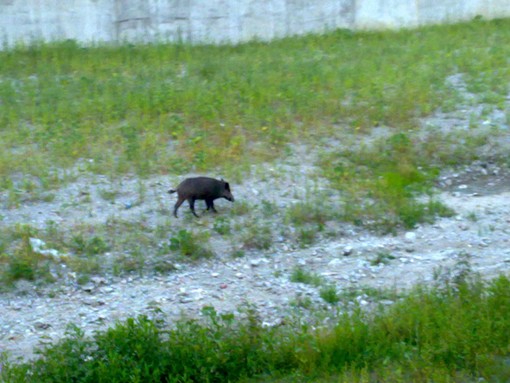 Savona: cinghiale a spasso per le vie del centro