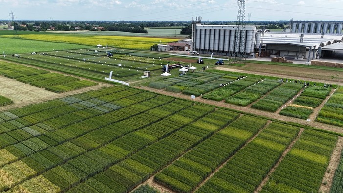 Coldiretti/Cai: &quot;Raccolto grano duro crolla sotto i 3,5 mln di tonnellate&quot;