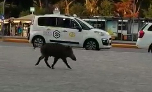 Il cinghiale che &quot;sfila&quot; a Brignole