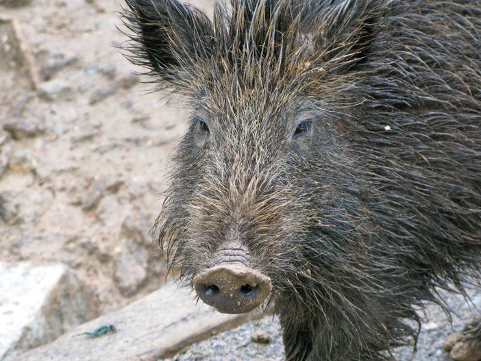 Altro cinghiale ammazzato a Spotorno. Ma sparare in aria, prima di uccidere, no?