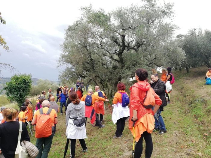 Andora e Arnasco, domenica 18 novembre la &quot;Camminata tra gli olivi&quot;