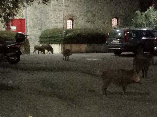 Cinghiali al San Mrtino, l'assessore Mai: &quot;In atto tutti gli strumenti utili a garantire la sicurezza&quot;