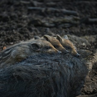 Incidenti da fauna selvatica, Regione Liguria crea un pronto intervento per la prevenzione