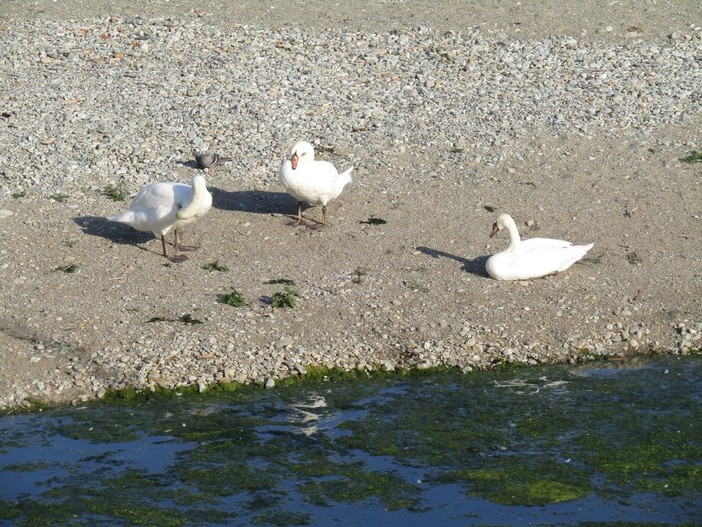 Savona, tre maestosi cigni alla foce del Letimbro: lo stupore dei savonesi (FOTO)