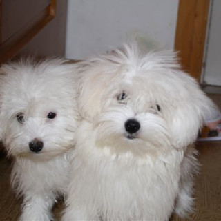 Smarriti due cagnolini maltesi a Varigotti: l'appello