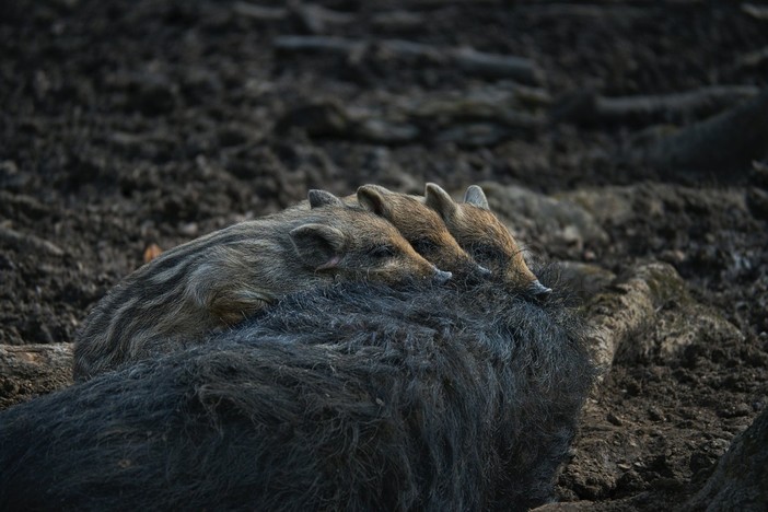 Incidenti da fauna selvatica, Regione Liguria crea un pronto intervento per la prevenzione