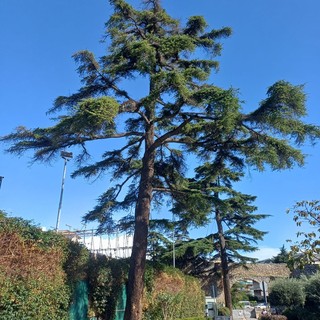 Loano, al via l'abbattimento di tre alberi malati nella zona del Giardino del Principe: saranno sostituiti da altre piante 