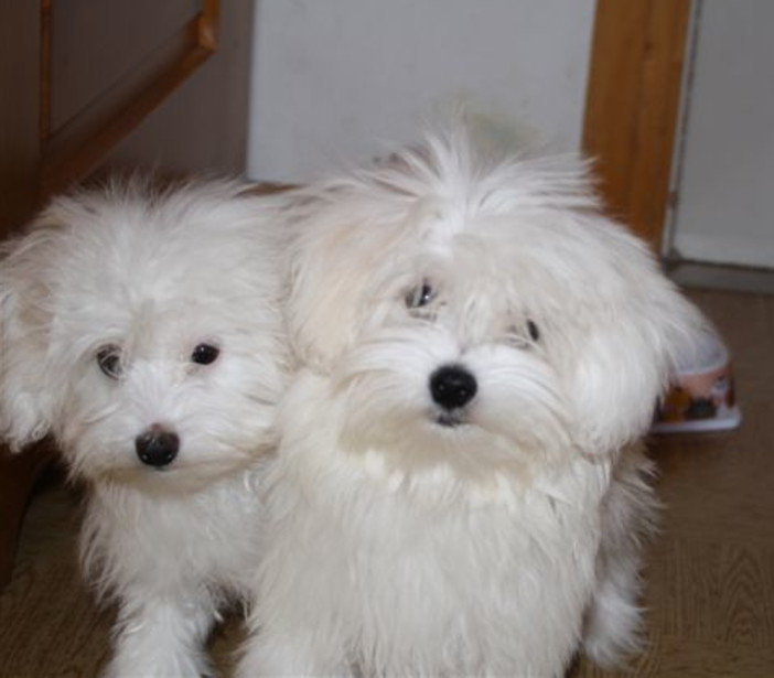 Smarriti due cagnolini maltesi a Varigotti: l'appello