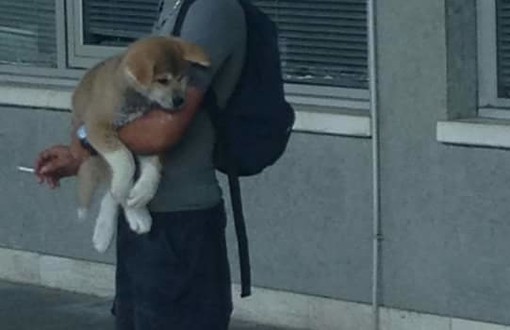 Savona, chi ha perso questo cane?