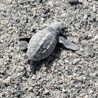 Nidi di tartaruga in Liguria: prosegue l'opera di divulgazione e informazione di cittadini e turisti